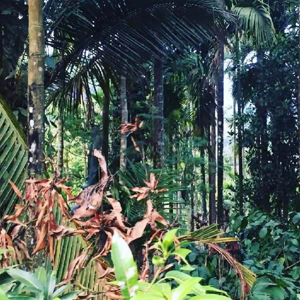 2.5 acre Areca and coffee plantation for sale near Hornadu