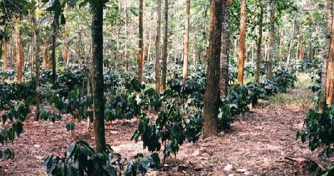 3 acre coffee estates for sale in Chikkamgaluru