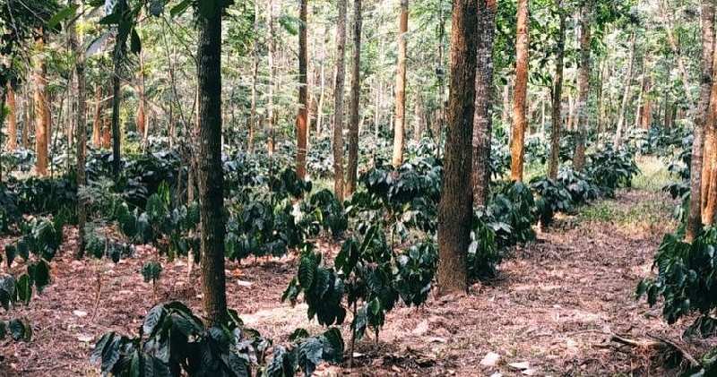 3 acre coffee estates for sale in Chikkamgaluru