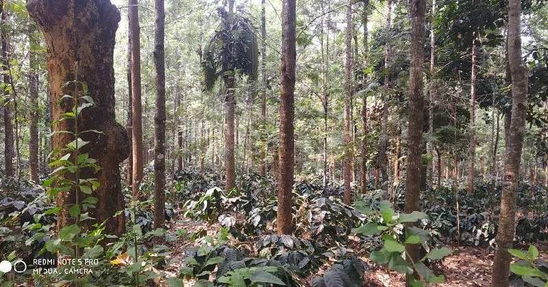 3 acre coffee estates for sale in Chikkamgaluru