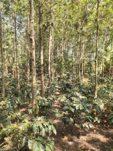 1 acre 27 Gunta coffee and Areca plantation for sale in Chikkamagaluru,