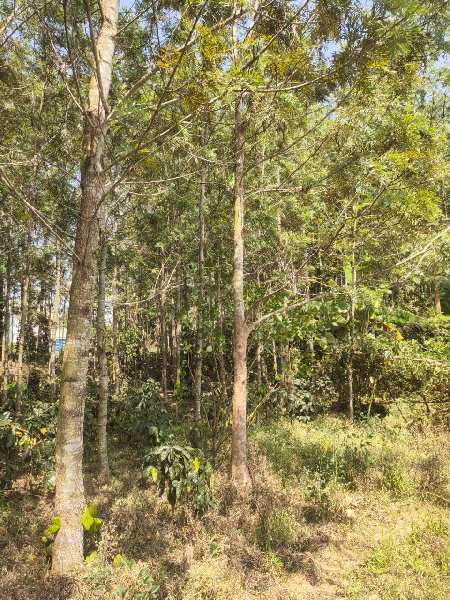 1 acre 27 Gunta coffee and Areca plantation for sale in Chikkamagaluru,