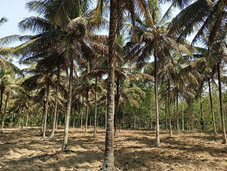 3.5 acre Areca and coconut plantation for sale in Chikkamagaluru