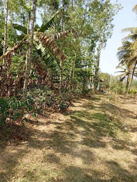 3.5 acre Areca and coconut plantation for sale in Chikkamagaluru