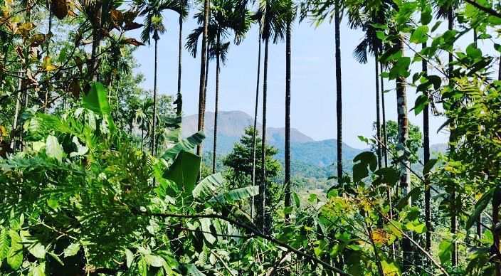 17 acre coffee estates for sale in Mudigere