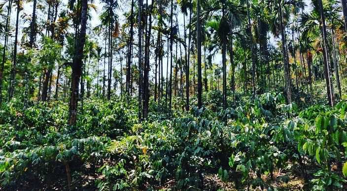 17 acre coffee estates for sale in Mudigere