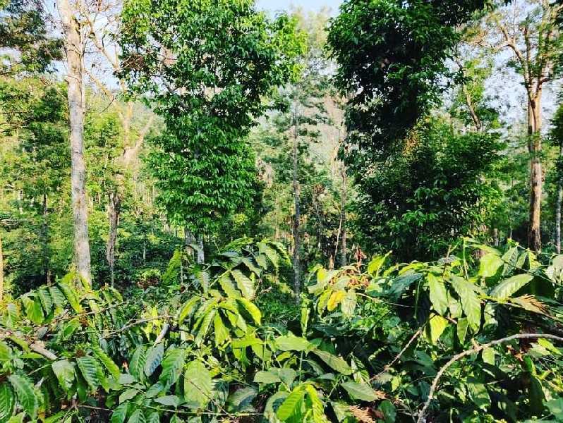 2.5 acre coffee and Areca plantation for sale in Kalasa road