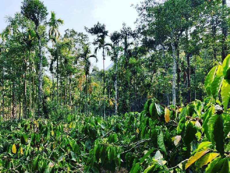 2.5 acre coffee and Areca plantation for sale in Kalasa road