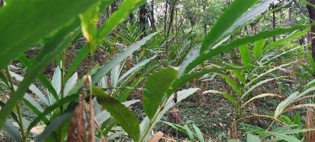 6 acre cardamom plantation for sale in Bisle - Subramnya road