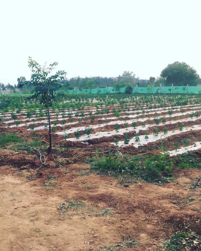 1 acre 6 guntas Developed farm for sale in Bangalore rural