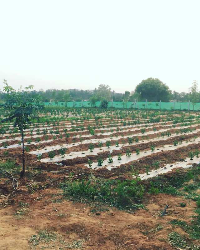 1 acre 6 guntas Developed farm for sale in Bangalore rural