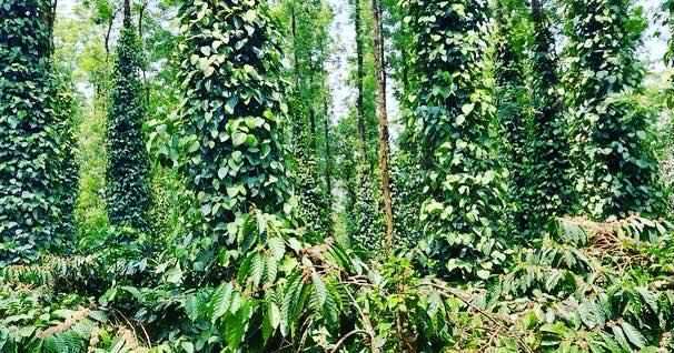 50 + acres coffee estate for sale in Chikkamgaluru