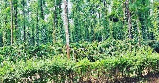 50 + acres coffee estate for sale in Chikkamgaluru