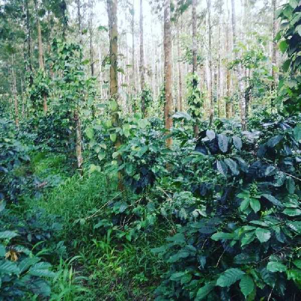 2.5 acre coffee estate for sale near Aldur - Chikkamgaluru