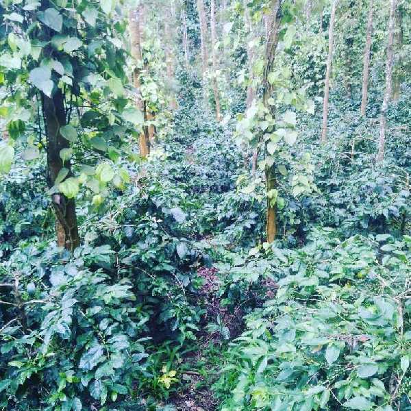 2.5 acre coffee estate for sale near Aldur - Chikkamgaluru