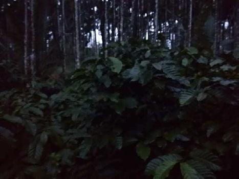 7.5 acre well maintained coffee estate for sale near Kadabgere