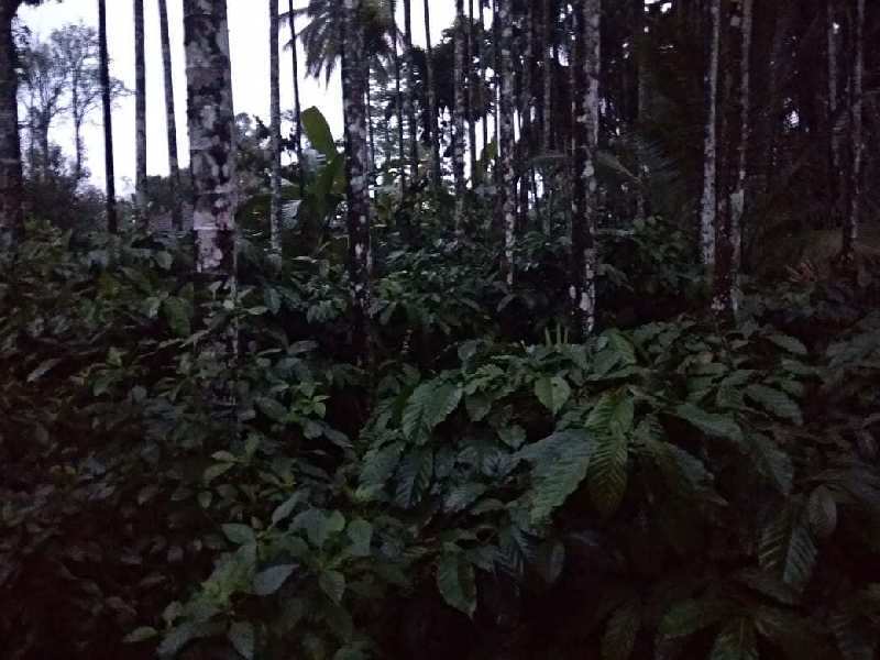 7.5 acre well maintained coffee estate for sale near Kadabgere