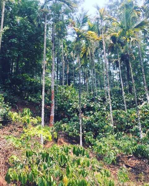 18 acre coffee and Areca plantation for sale in Mudigere