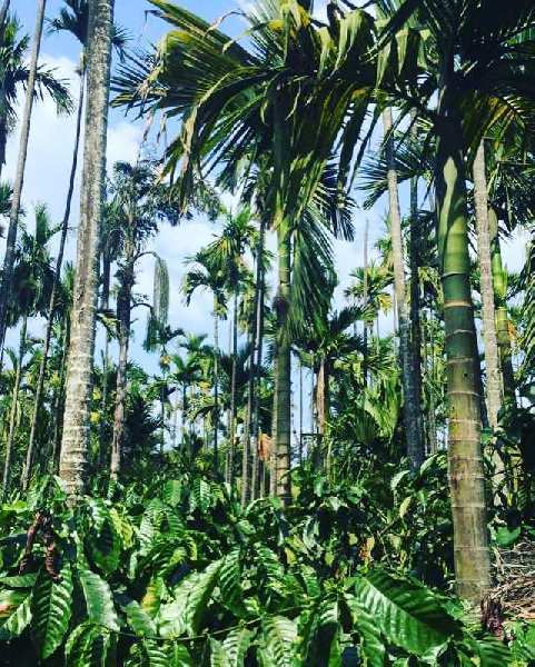 18 acre coffee and Areca plantation for sale in Mudigere