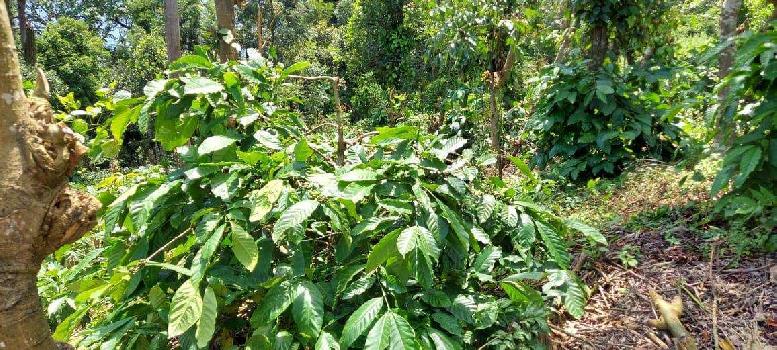 30 Gunta coffee plantation for sale in sakleshpura