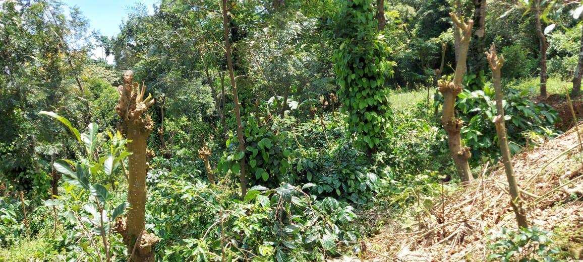 30 Gunta coffee plantation for sale in sakleshpura