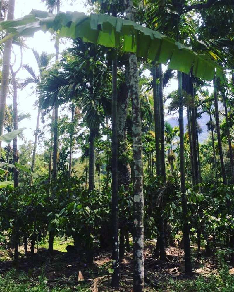 15 acre coffee and Areca plantation for sale in Mudigere