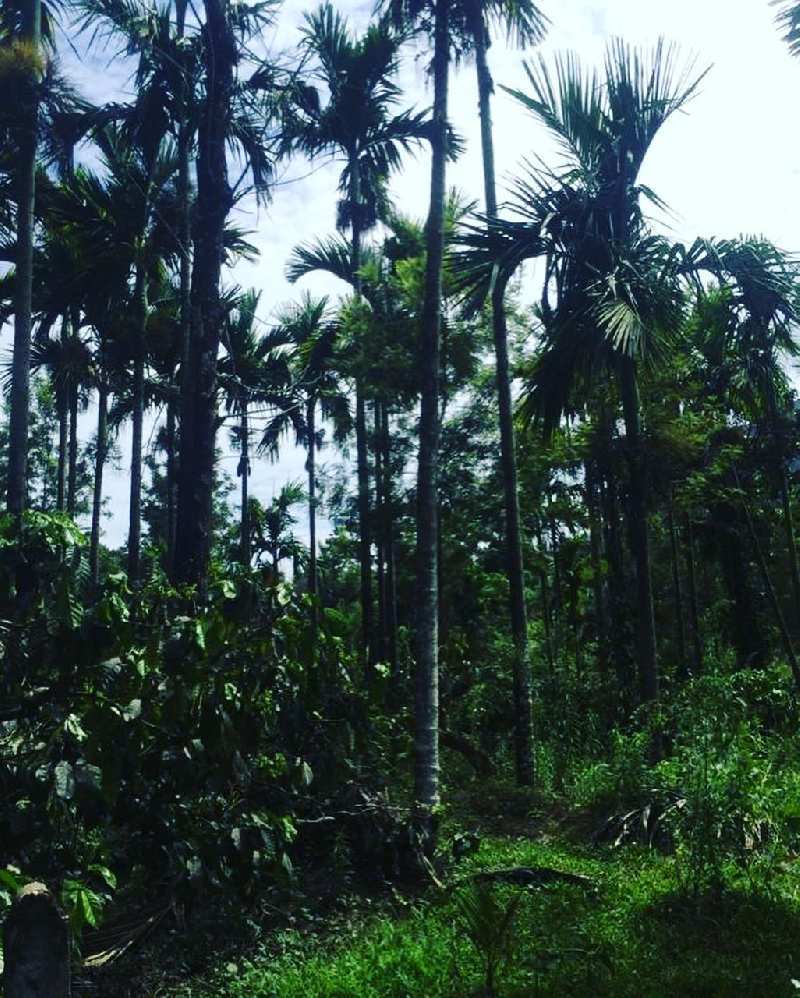 15 acre coffee and Areca plantation for sale in Mudigere