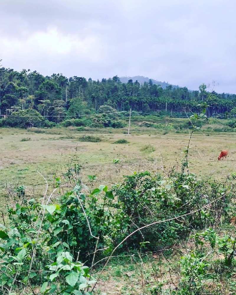 8 acre agriculture land for sale in Chikkamgaluru