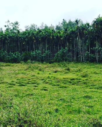2.5 acre agri land for sale in Mudigere