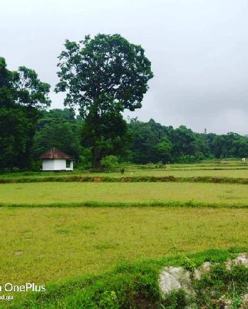 8 acre Agri land for sale in Sakleshpura