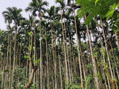 2.35 Acre Agricultural/Farm Land for Sale in Hiremagalur, Chikmagalur