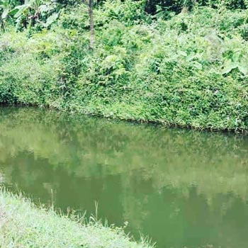 3 acre agri land for sale in sakleshpura