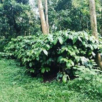 22 acre well maintained coffee estate for sale