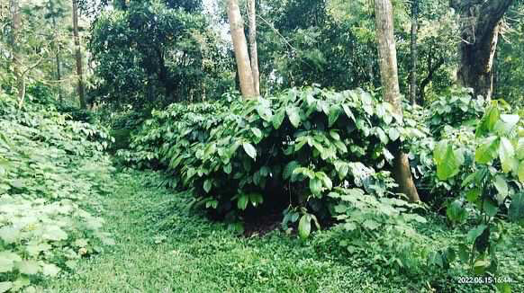22 acre well maintained coffee estate for sale
