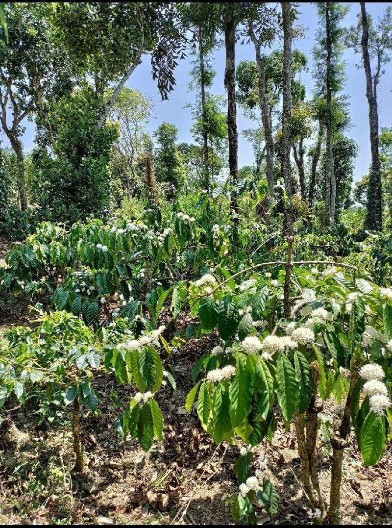 5.5 acre coffee estate for sale  Near to Mudigere - Belur road