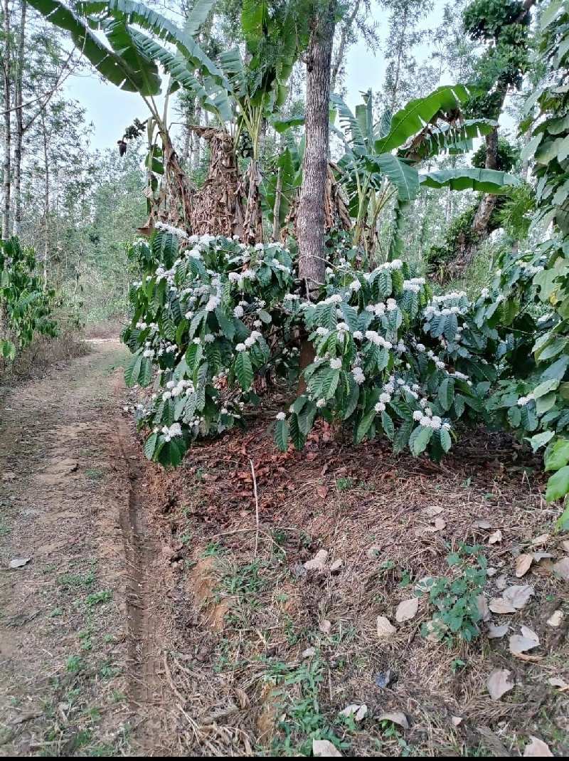 5.5 acre coffee estate for sale  Near to Mudigere - Belur road