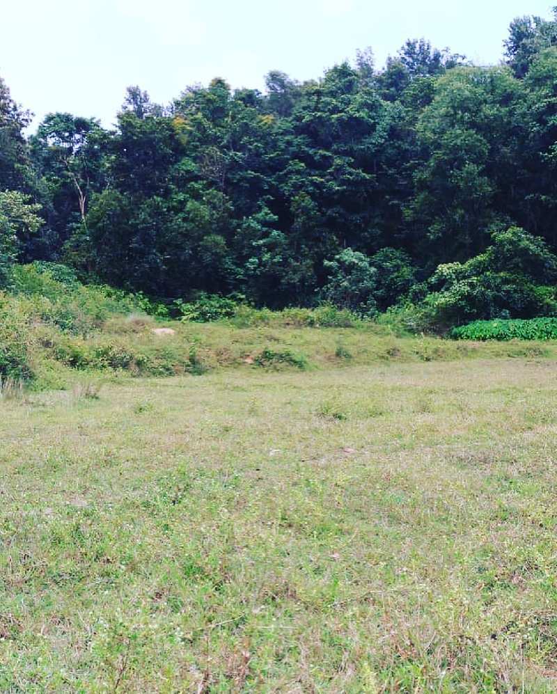 1.30 acre agri land for sale in Mudigere