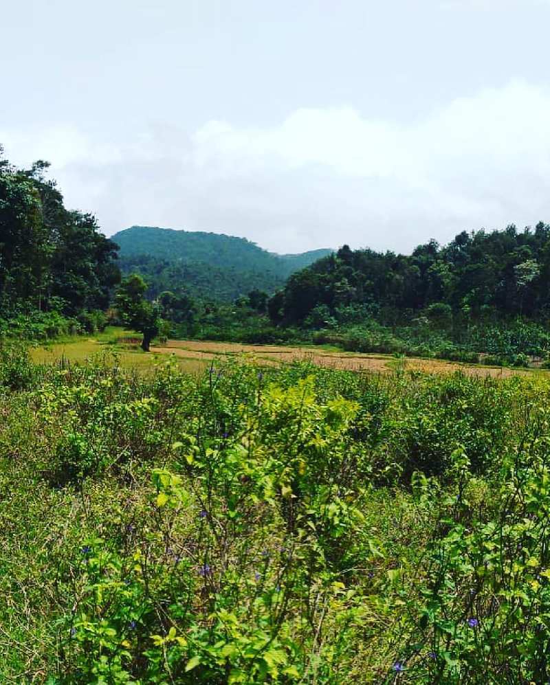 1.30 acre agri land for sale in Mudigere