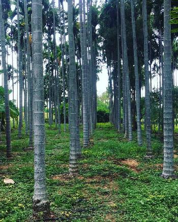 5 acres 20 guntas completely Developed farm for sale in Chikkaballapura