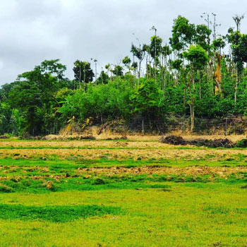 7 acre agriculture land for sale near Shanivarsnathe