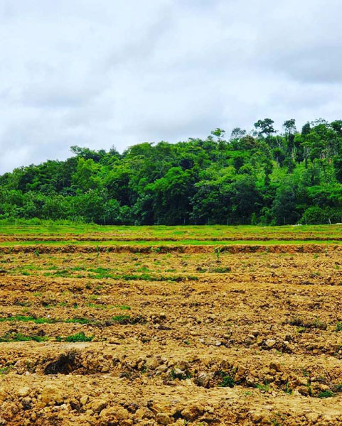 7 acre agriculture land for sale near Shanivarsnathe