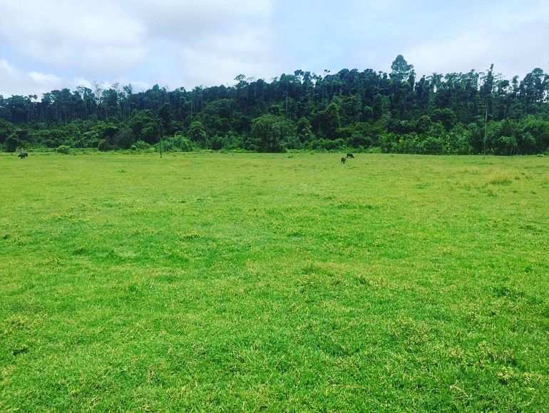 8 acre agriculture land for sale in Mudigere