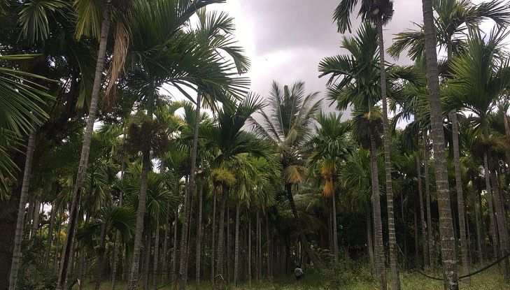 4 acres aeracanut plantation+ 1 acre empty land for sale in Doddaballapura