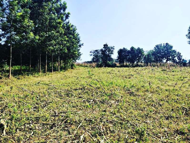 2.5 acre agri lands for sale near shettihalli - Hassan