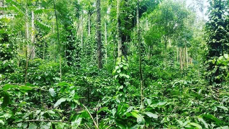 12 acre coffee estates for sale in Chikkamgaluru