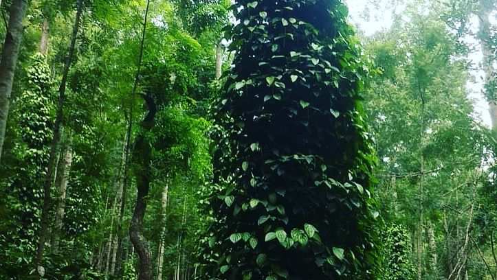 12 acre coffee estates for sale in Chikkamgaluru