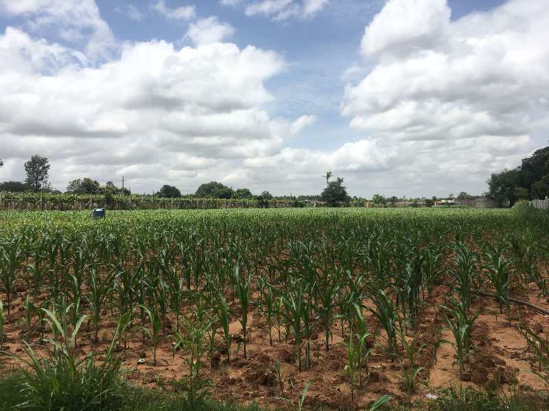 1 acre 35 guntas Farm land for sale in Doddaballapura