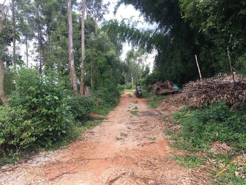 39guntas Farm land for sale in Doddaballapura