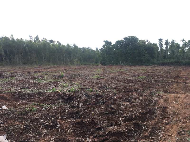 39guntas Farm land for sale in Doddaballapura