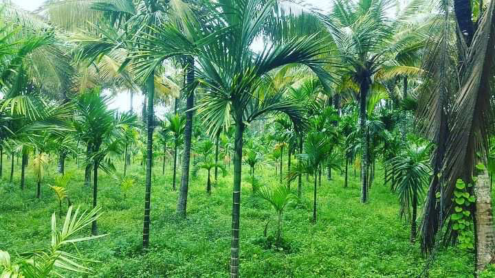 3 acre Areca and coconut plantation for sale in Chikkamagalur